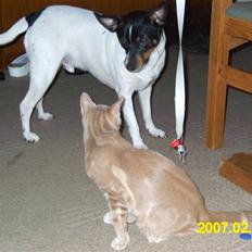 Dansk svensk gaardhund Tim