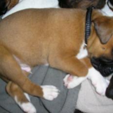 Boxer Victor