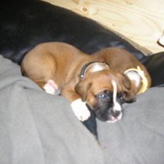 Boxer Victor