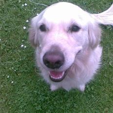 Golden retriever Ramus<33