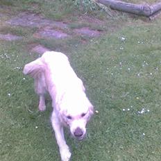 Golden retriever Ramus<33