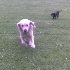 Golden retriever Ramus<33