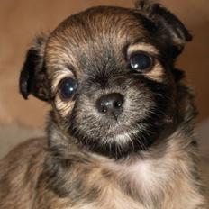 Chihuahua Lykke