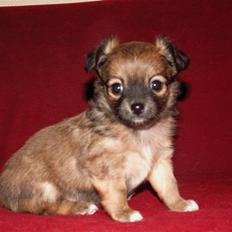 Chihuahua Lykke