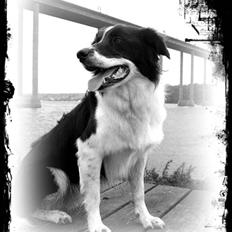 Border collie Meeko (Himmelhund)