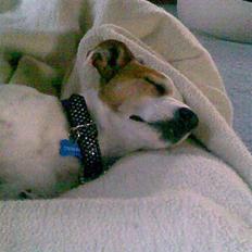 Jack russell terrier Malou R.I.P