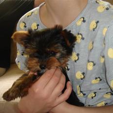 Blanding af racer Yorkshire/malteser Naruto