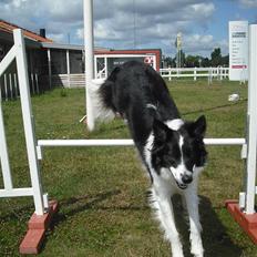 Border collie Meeko (Himmelhund)