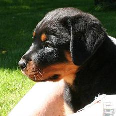Rottweiler Kakestto's Freya