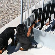 Rottweiler Kakestto's Freya