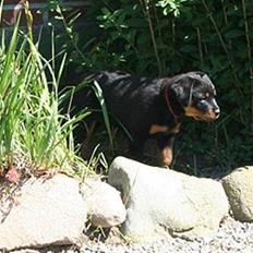 Rottweiler Kakestto's Freya