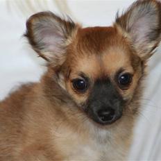Chihuahua Miley