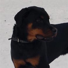Rottweiler Sjellebro´s Aimee