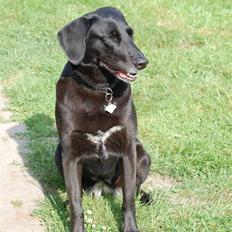 Blanding af racer Sulle