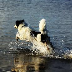 Blanding af racer Samojed/DSG Bella
