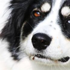 Blanding af racer Samojed/DSG Bella