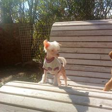 Chinese crested hårløs Snitten - VIDUNDERET ;)