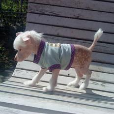 Chinese crested hårløs Snitten - VIDUNDERET ;)