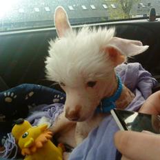 Chinese crested hårløs Snitten - VIDUNDERET ;)