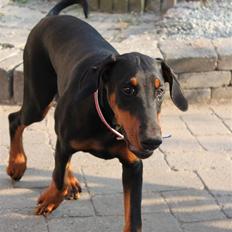 Dobermann Noir Royale Anaïs