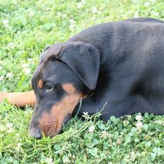 Dobermann Noir Royale Anaïs