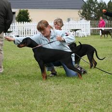 Dobermann Noir Royale Anaïs
