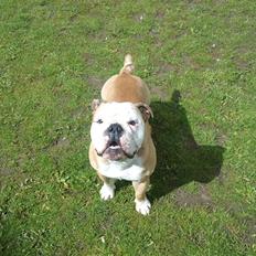 Olde english bulldogge Oscar