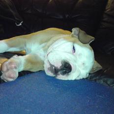 Olde english bulldogge Oscar