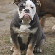 Olde english bulldogge Østergaard's Staal Tyr