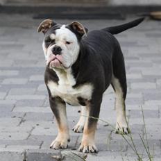 Olde english bulldogge Østergaard's Staal Tyr