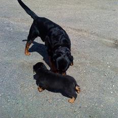 Rottweiler Ditlev (: