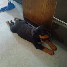 Rottweiler Ditlev (: