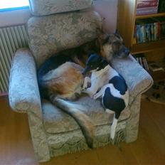 Dansk svensk gaardhund max