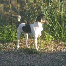 Dansk svensk gaardhund max