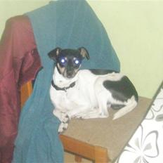 Dansk svensk gaardhund max