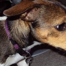 Jack russell terrier Flora (Svigermors)