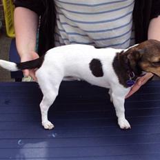 Jack russell terrier Flora (Svigermors)