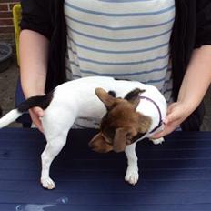 Jack russell terrier Flora (Svigermors)