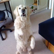Golden retriever Bluey R.I.P.