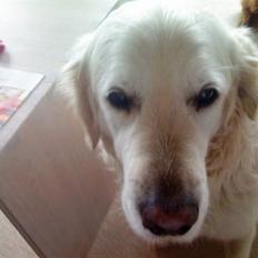 Golden retriever Bluey R.I.P.