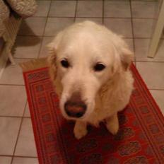 Golden retriever Bluey R.I.P.