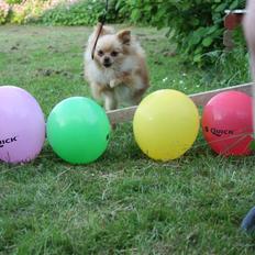 Pomeranian Gizmo * min søsters*