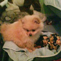 Pomeranian Gizmo * min søsters*