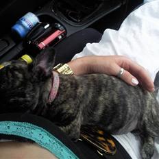 Blanding af racer tøzen