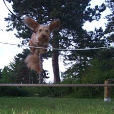 Blanding af racer bella