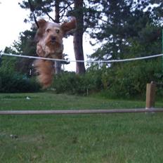 Blanding af racer bella