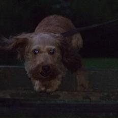 Blanding af racer bella