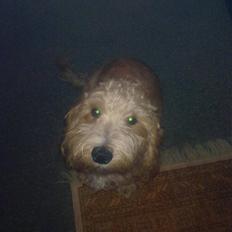 Blanding af racer buster R.I.P