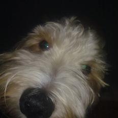 Blanding af racer buster R.I.P