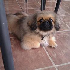 Pekingeser Møffe